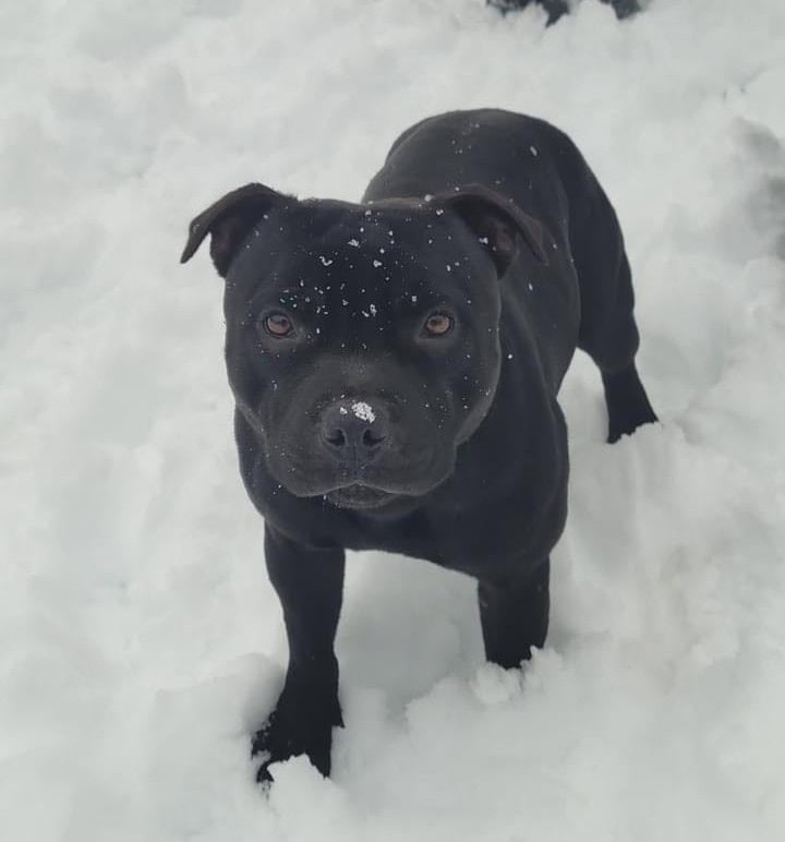 staffordshire bull terrier