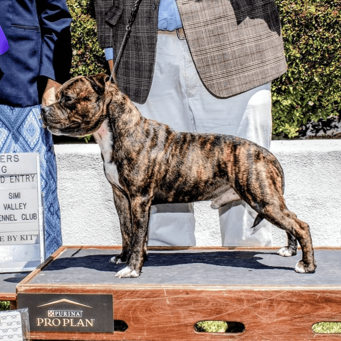 Staffordshire Bull Terrier Stud