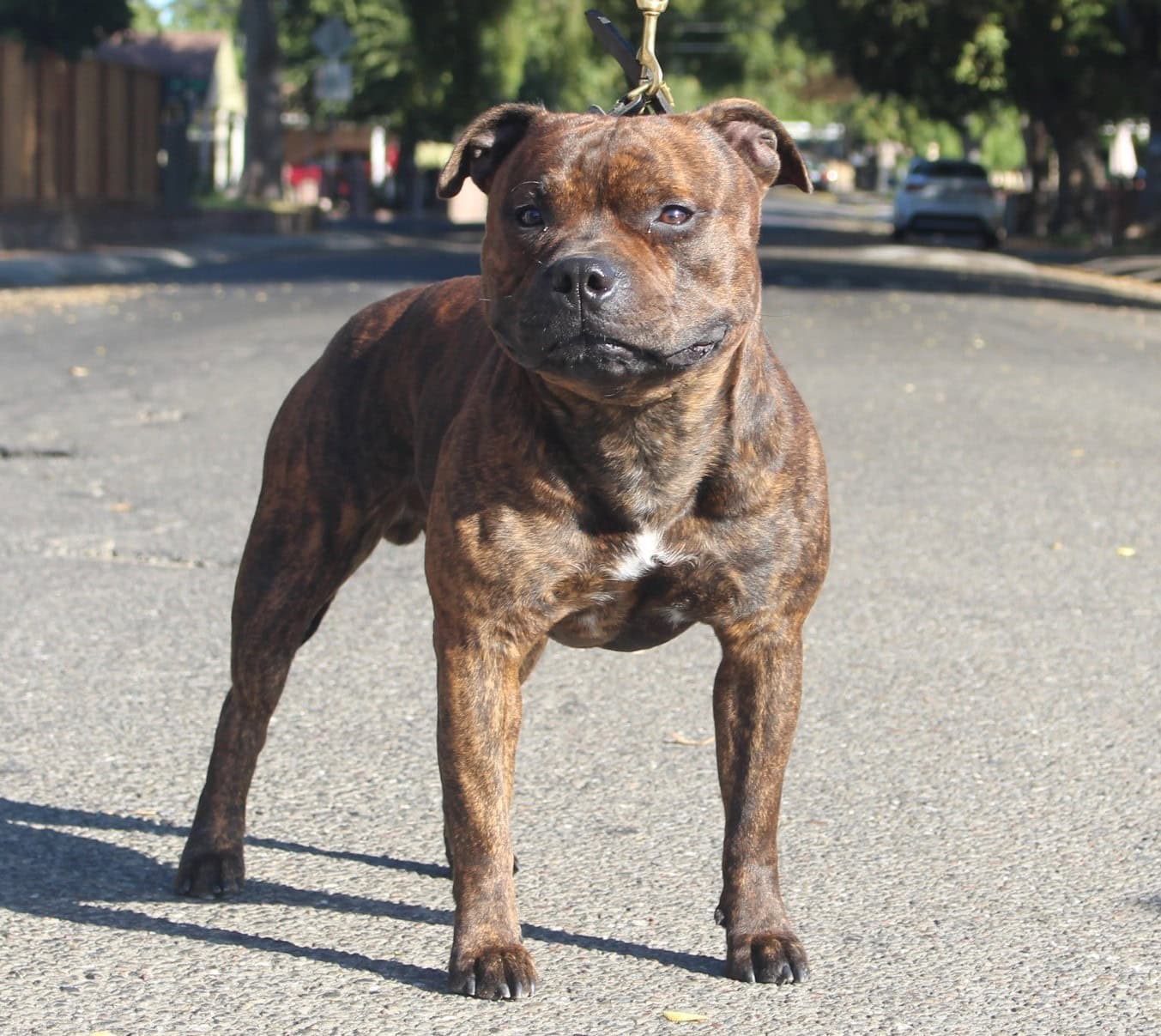 Staffordshire Bull Terrier For Sale - Feliz Staffords