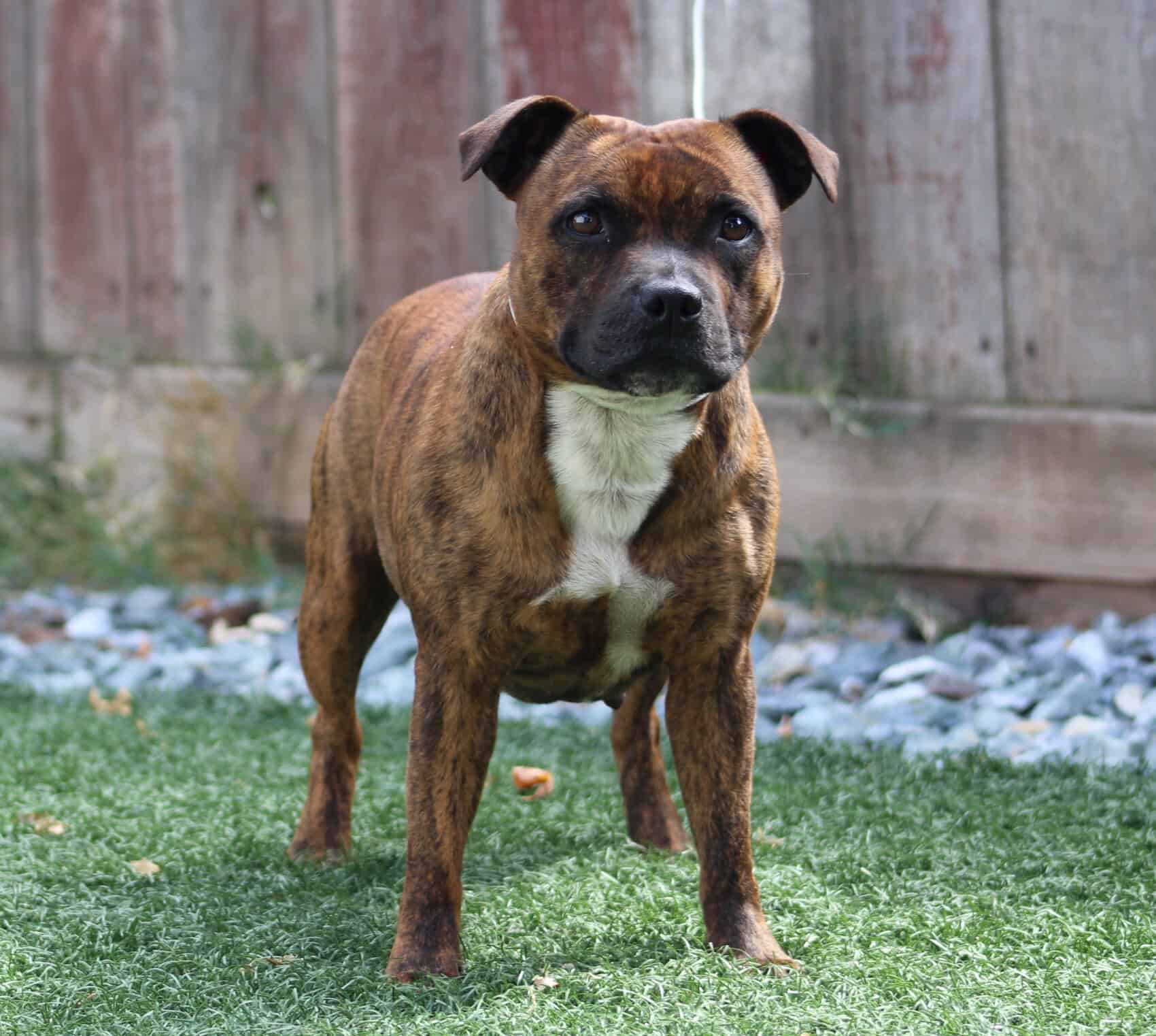 Staffordshire Bull Terrier Female