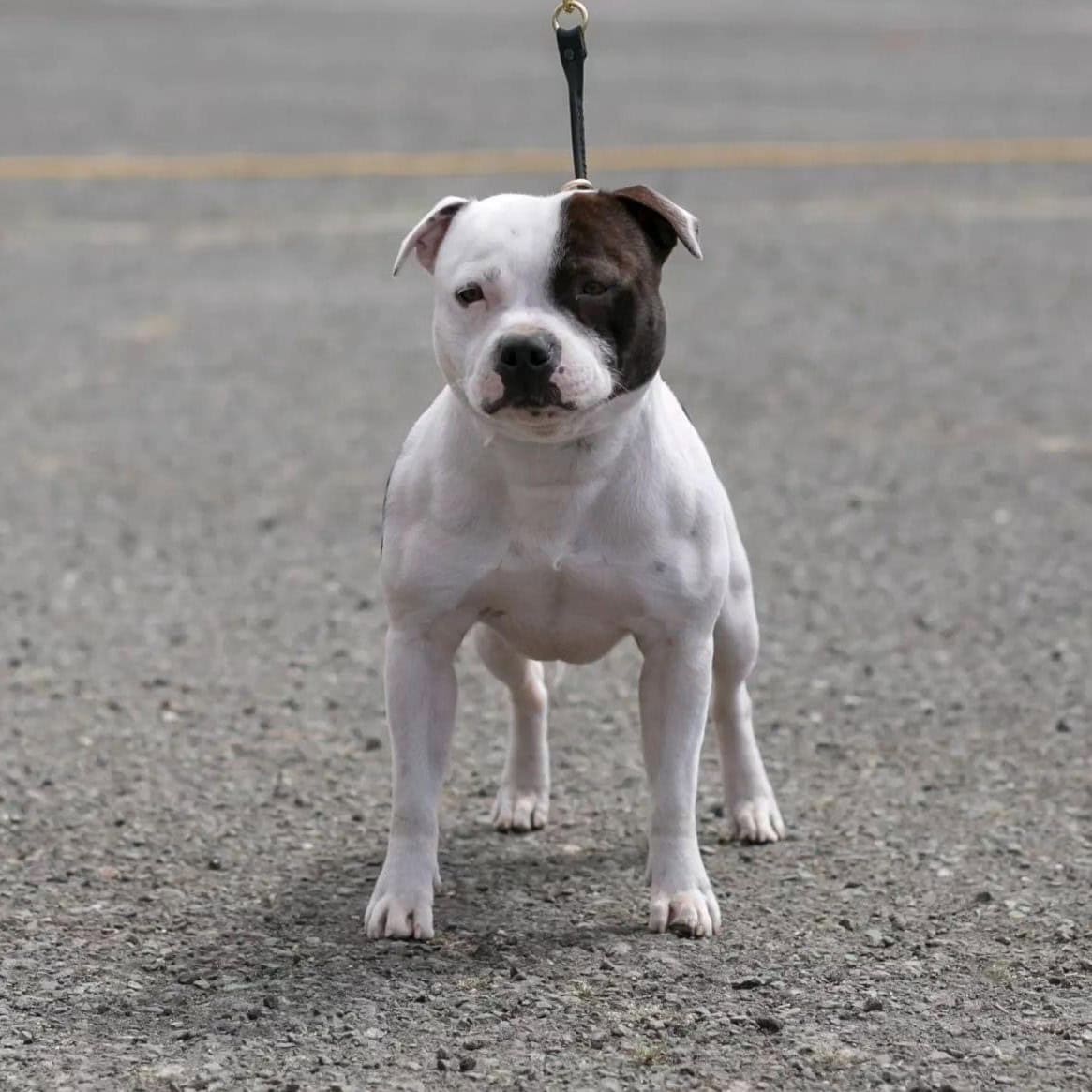 Staffordshire Bull Terrier Stud