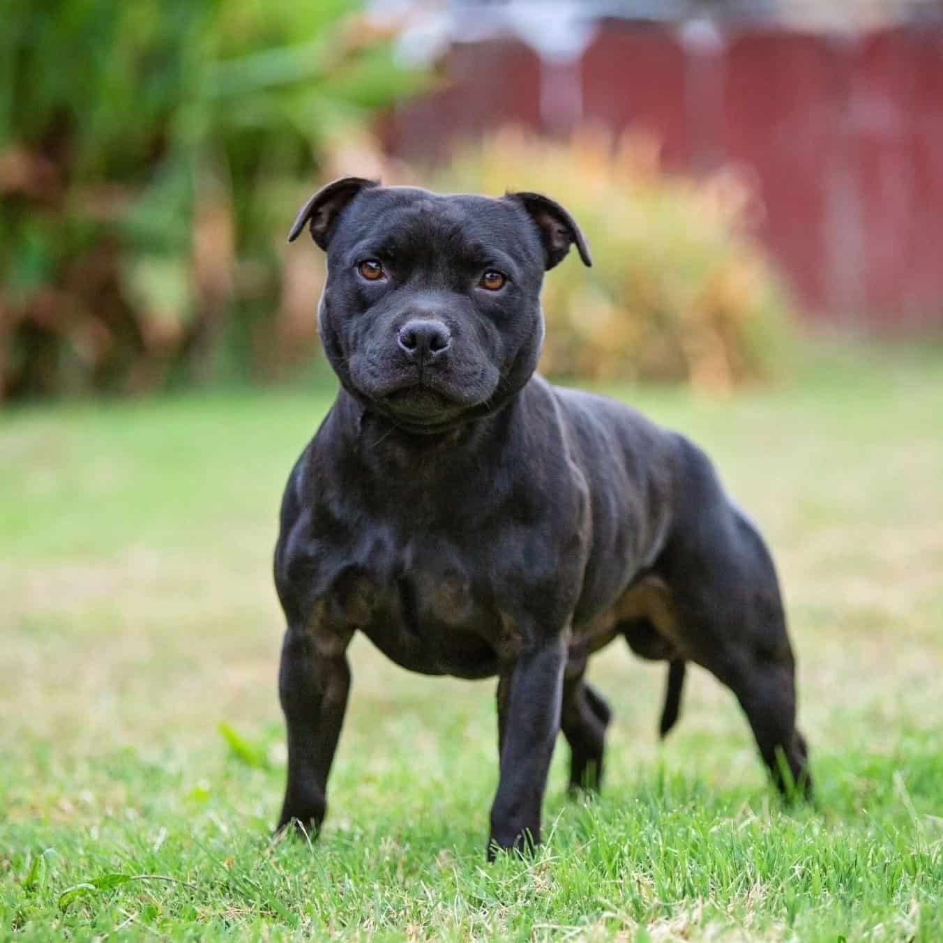 Staffordshire Bull Terrier Stud - Zepp