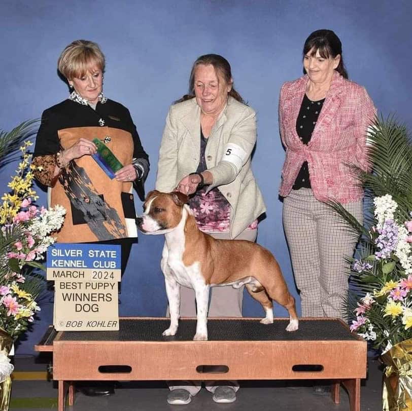 Staffordshire Bull Terrier Stud