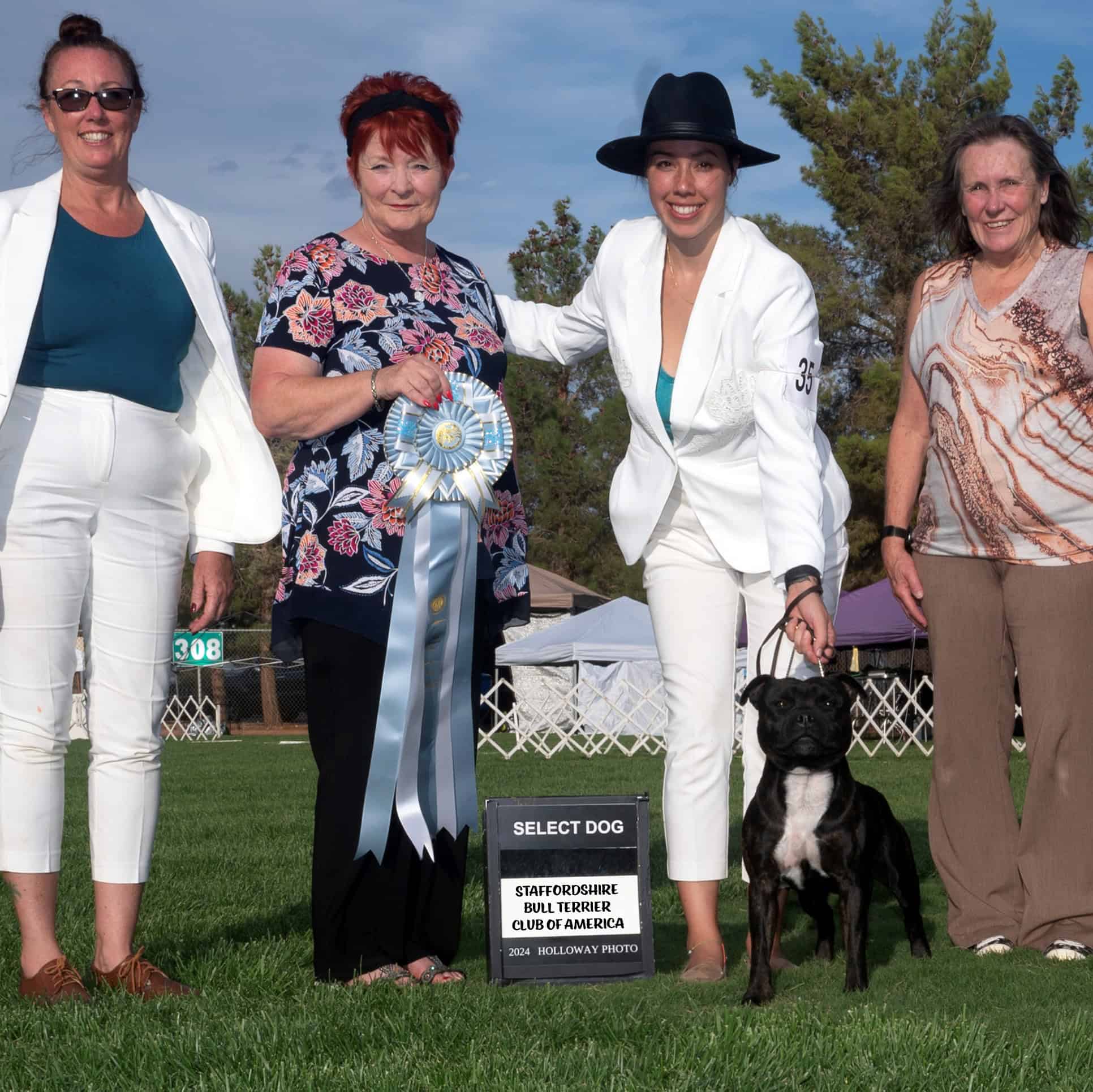 Staffordshire Bull Terrier Male