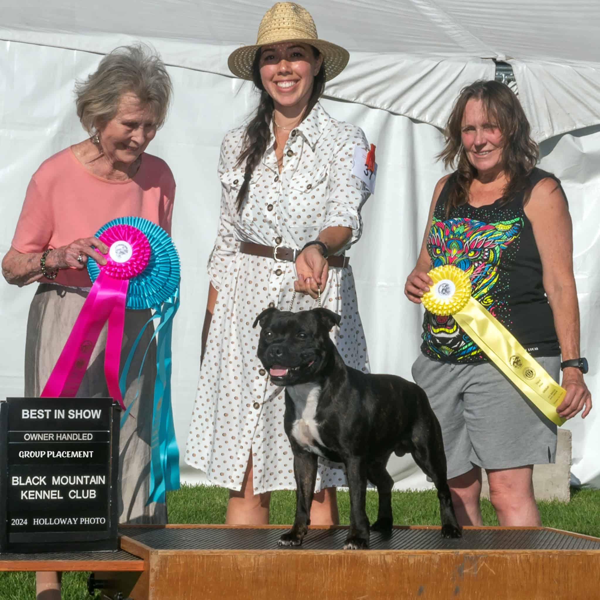 Staffordshire Bull Terrier Male