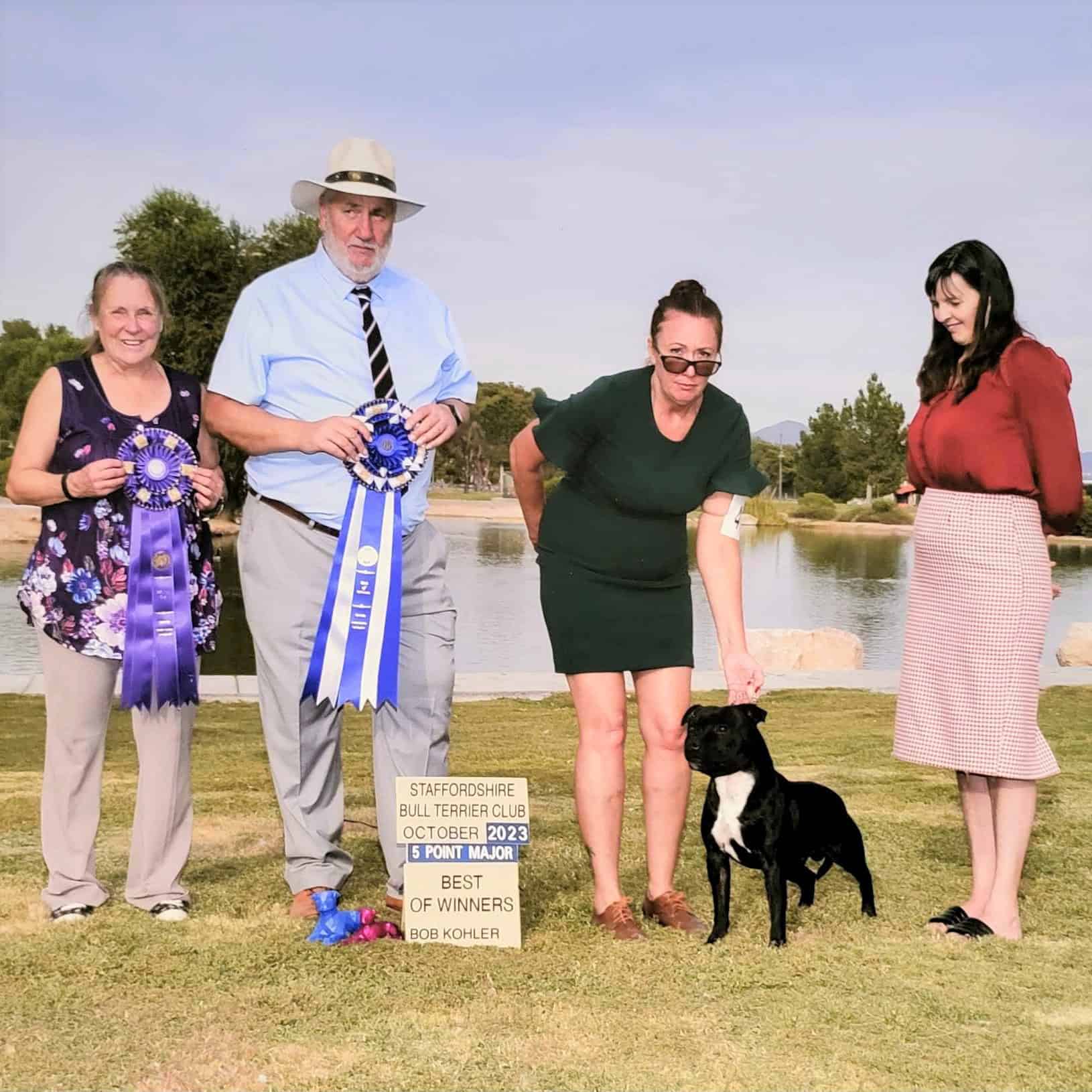 Staffordshire Bull Terrier Male