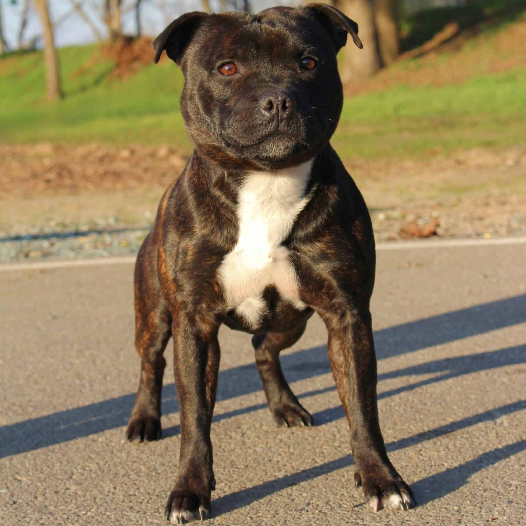 Staffordshire Bull Terrier Male