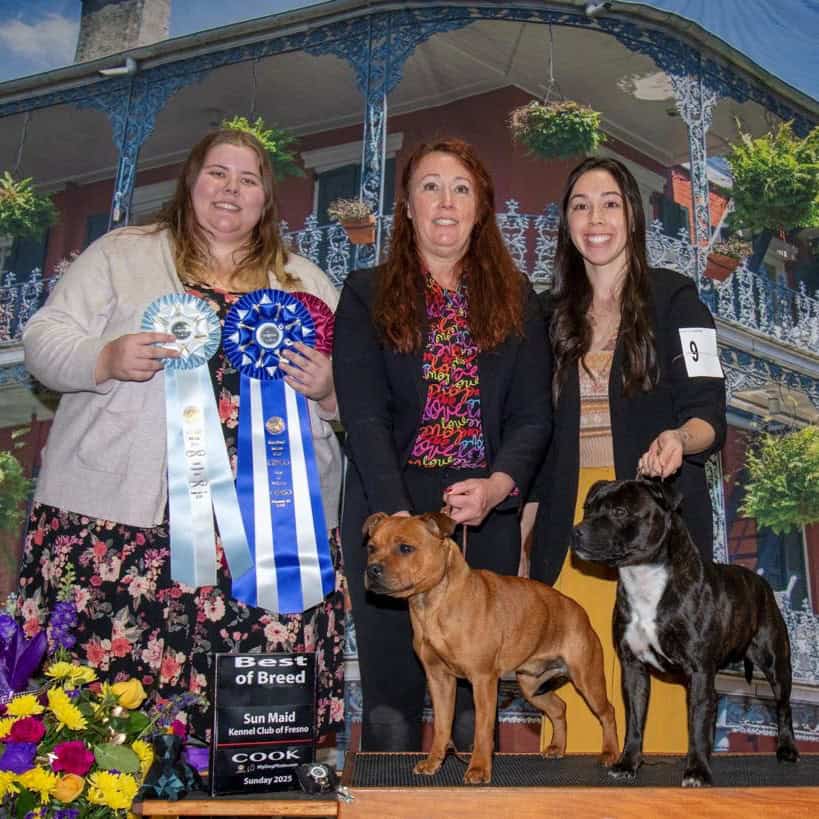 Staffordshire Bull Terrier Male