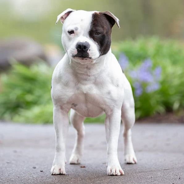 Sam the Staffordshire Bull Terrier