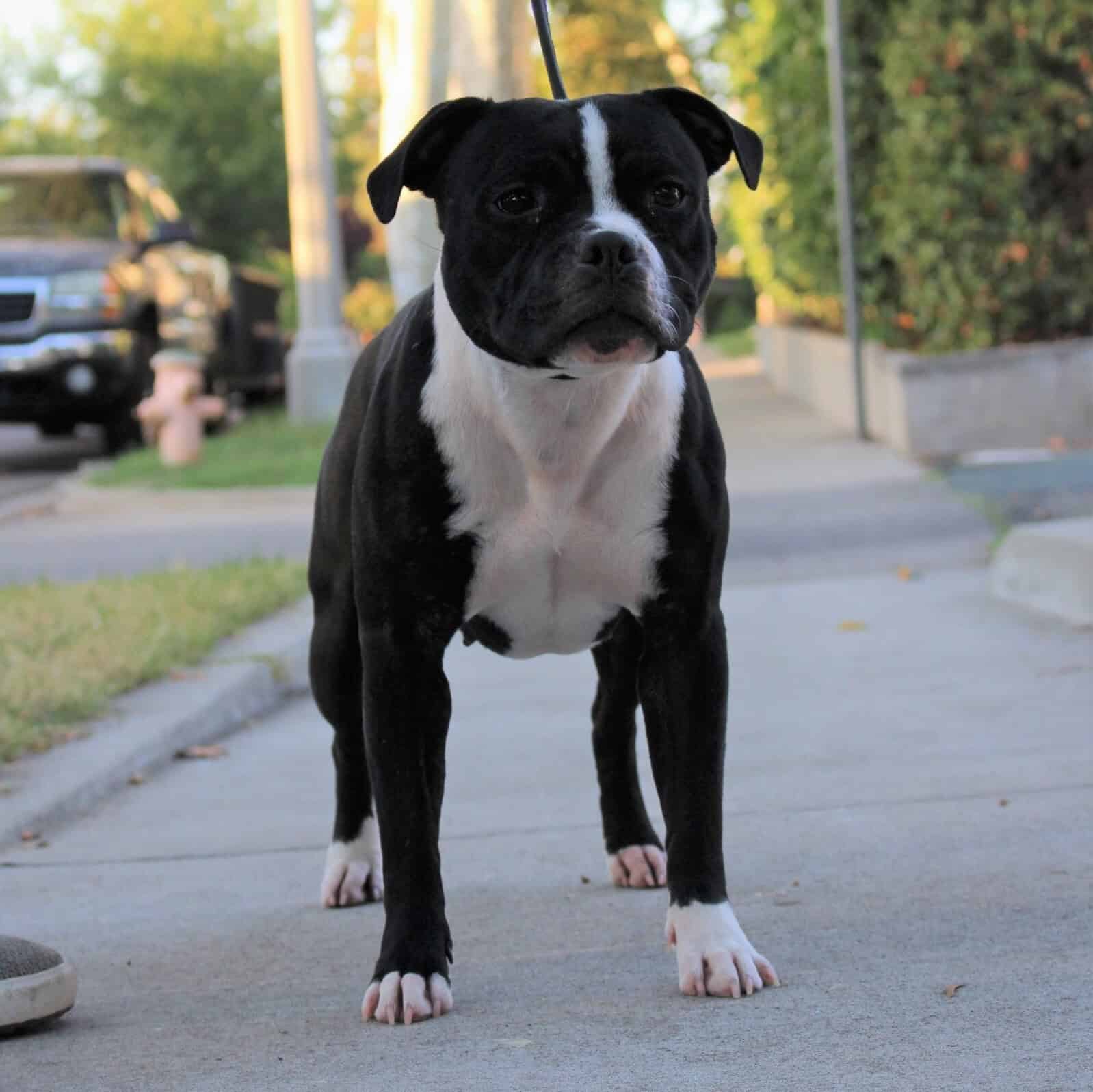 Sissy - Staffordshire Bull Terrier Female