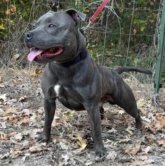 Blue Staffordshire Bull Terrier Male