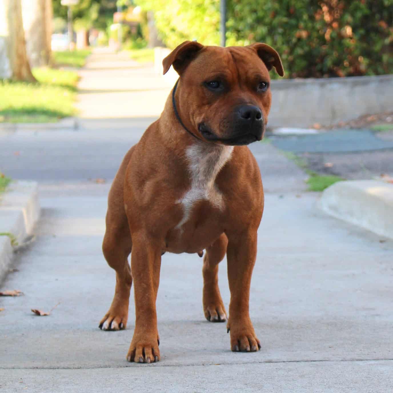 Anna Mae Staffy