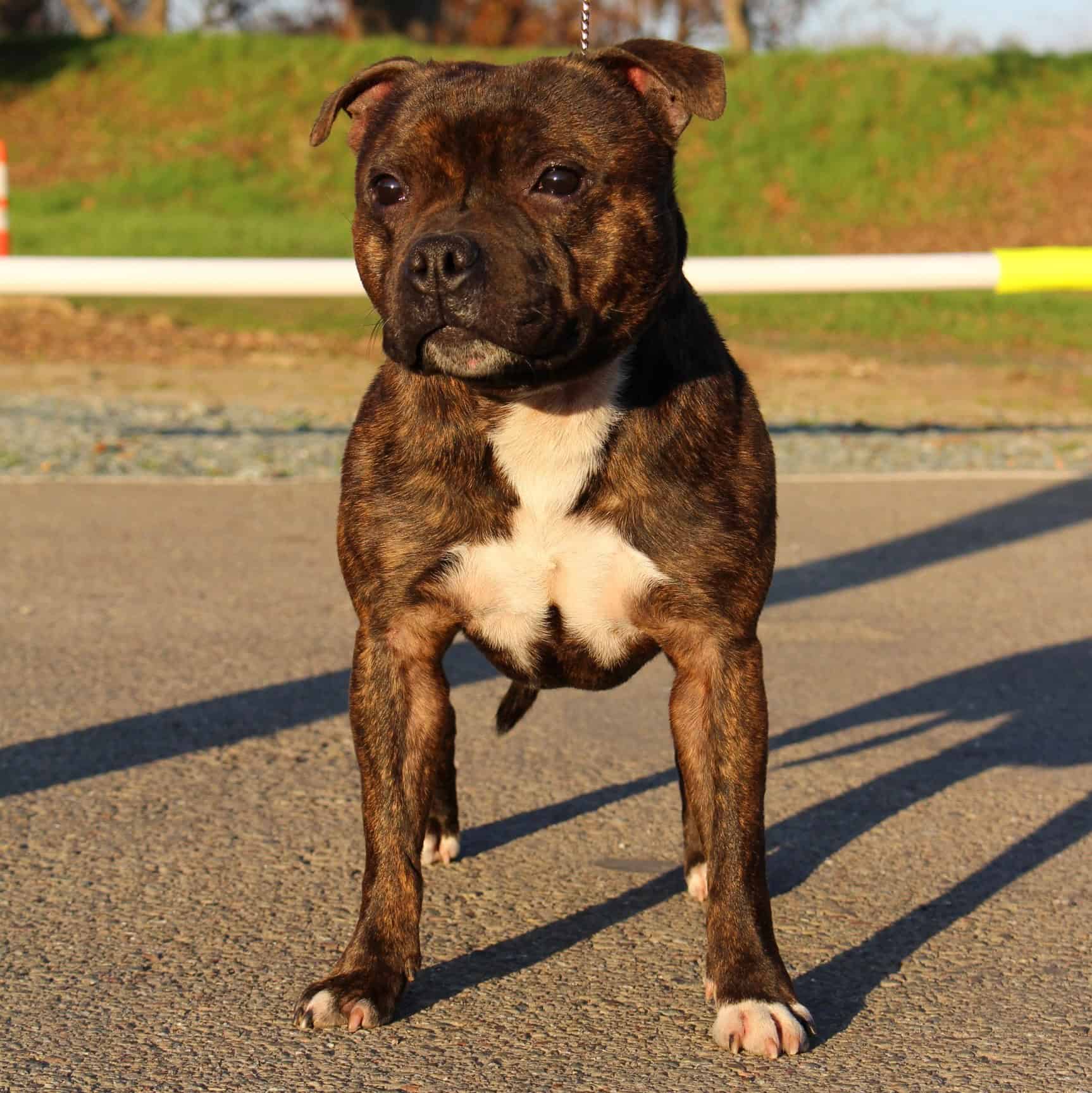 Bjorne Staffy