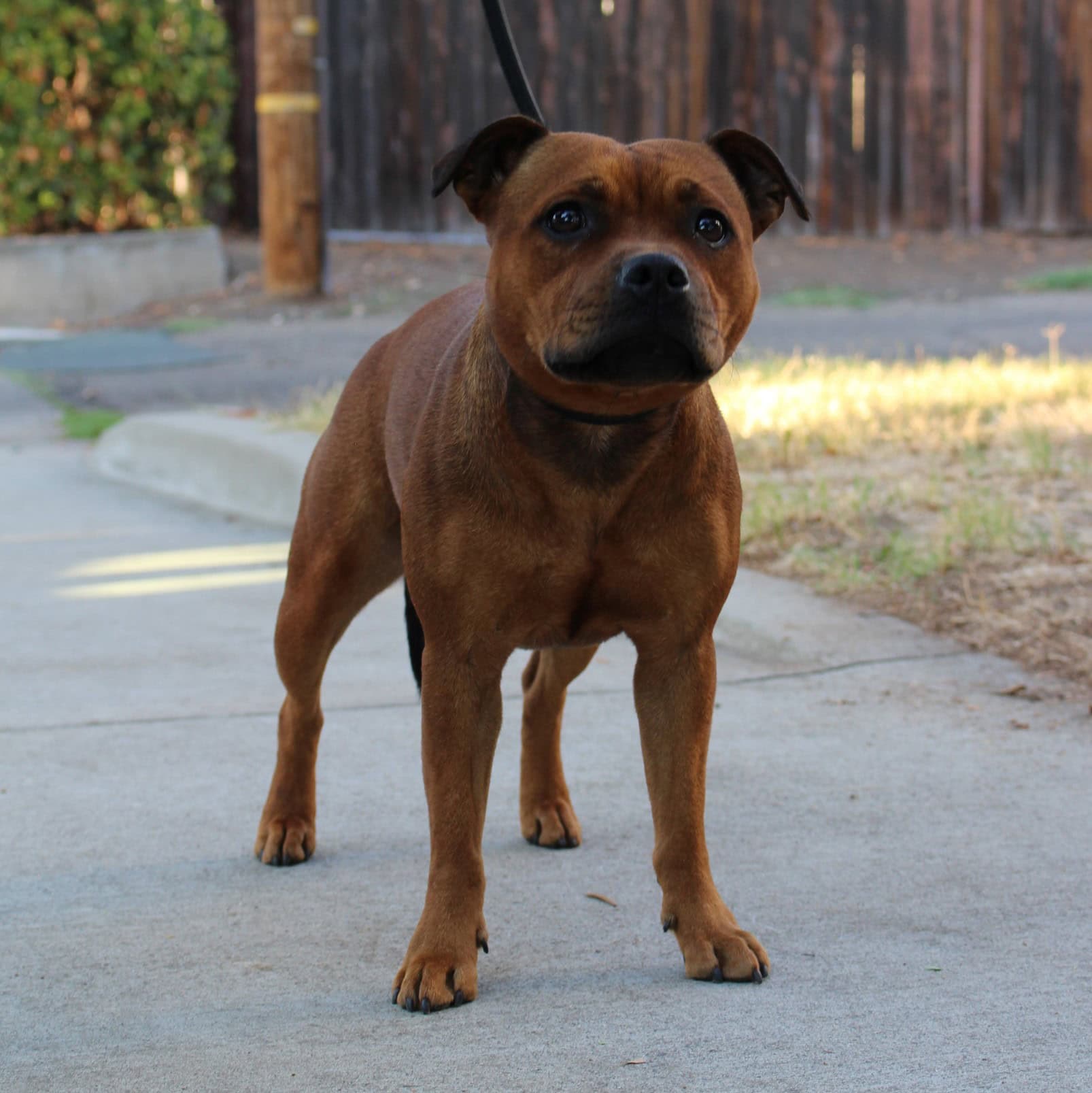 Lebelle Staffy