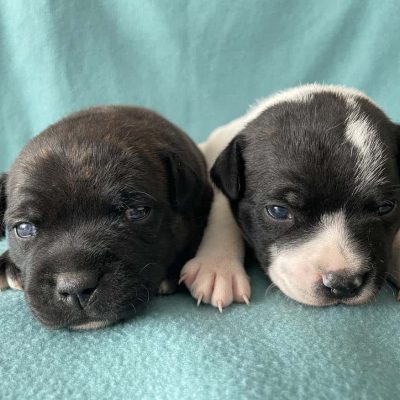 Staffordshire Bull Terrier Puppies