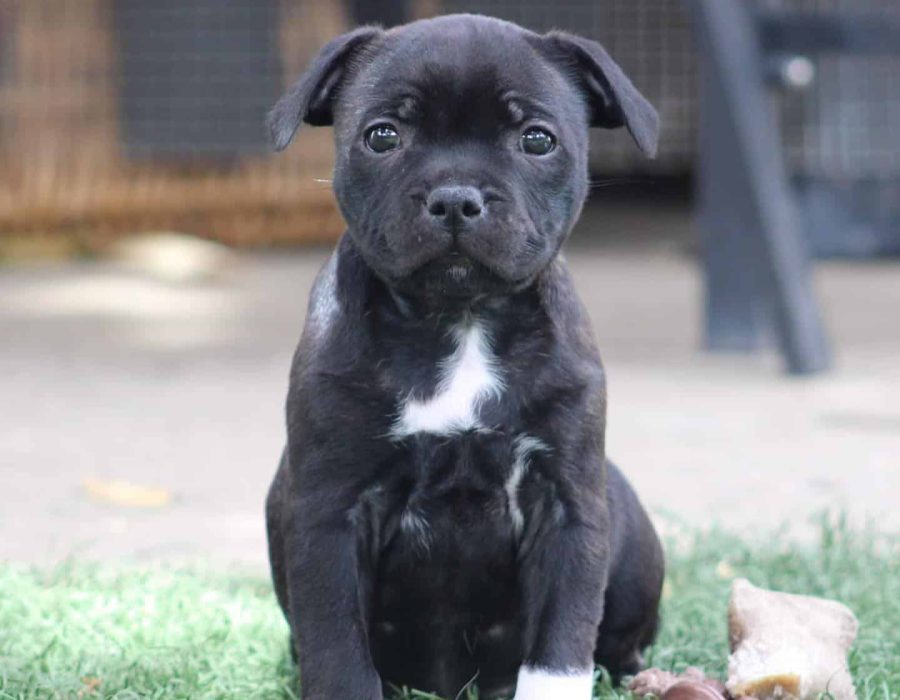 Staffordshire Bull Terrier Puppy